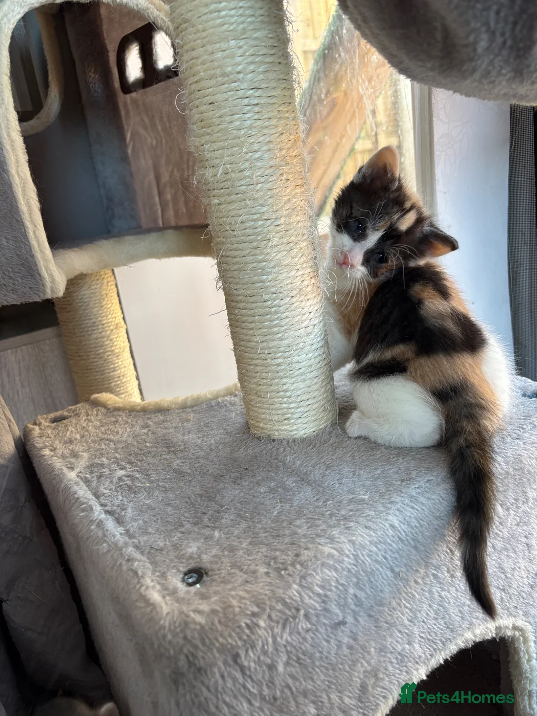 Turkish Van cats for sale: Turkish van, Maine coon mix - Advert 19