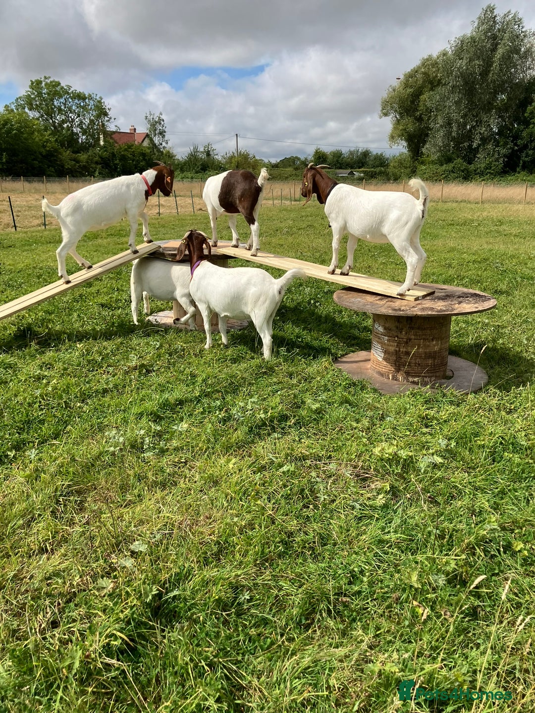 Goats livestock for sale: Pure Boer Goats for Sale - Image 3