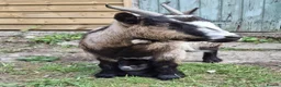 Goats livestock for sale: Gorgeous Pure Bred Pygmy Goat Female Twin Kids in Salisbury - Advert 10