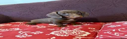 Miniature Dachshund dogs for sale: Last Females Miniature dachsunds - Advert 2