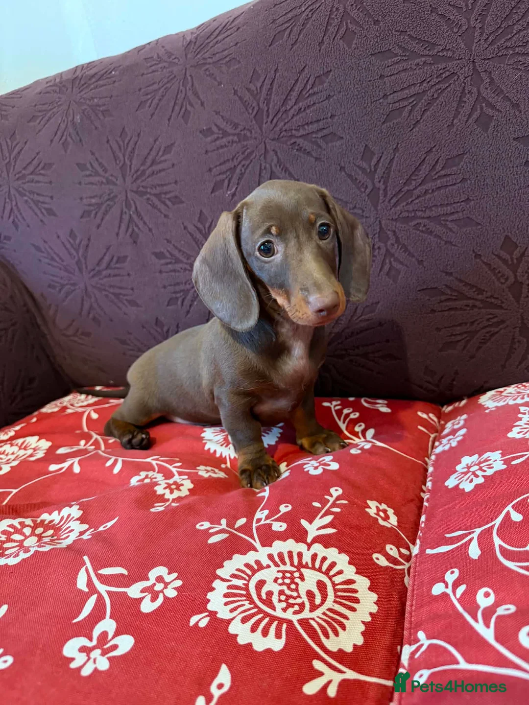 Miniature Dachshund dogs for sale: Last Females Miniature dachsunds - Advert 2