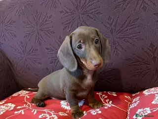 Miniature Dachshund dogs Reduced Miniature dachsunds - Advert 17