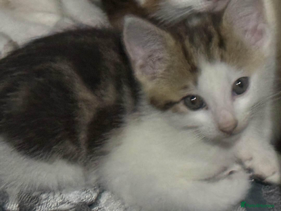 Mixed Breed cats for sale: Kittens - Advert 2