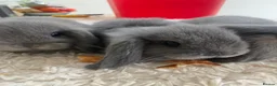 Mini Lop rabbits for sale: Pure bred mini lops  - Advert 3