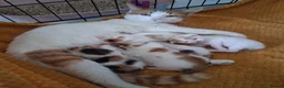 Mixed Breed cats for sale: 5 absoloutly stunning kittens  - Advert 1