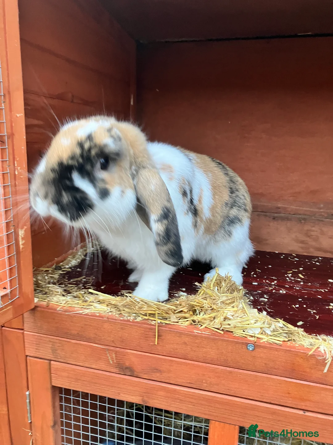 English Lop rabbits for sale: English Lop Bunny & Hutch for Sale - Advert 1