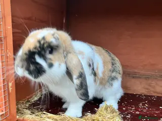 English Lop rabbits English Lop Bunny & Hutch for Sale - Advert 1