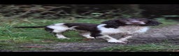 English Springer Spaniel dogs for stud: KC- HEALTH TESTED - STUD SPRINGER SPANIEL  - Advert 5