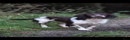 English Springer Spaniel dogs for stud: KC SPRINGER SPANIEL STUD DOG- HEALTH TESTED  - Advert 5