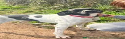 Pointer dogs for adoption: Duque in Worthing - Advert 1