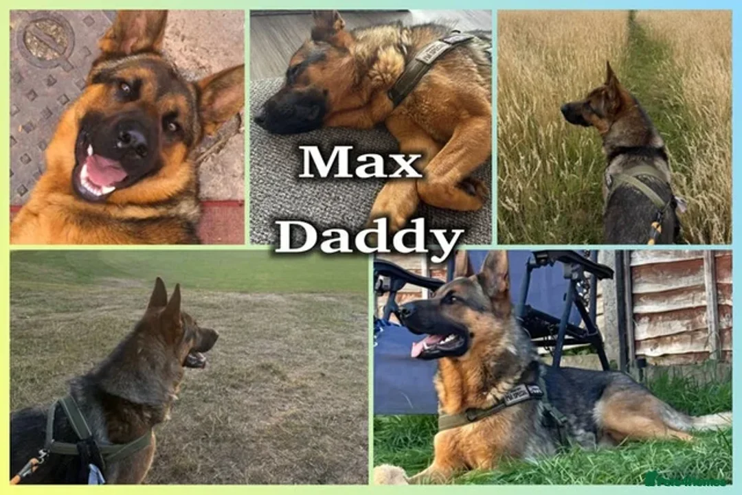 German Shepherd dogs for sale: Stunning Cuddly GSD puppies!  - Advert 2