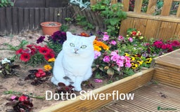 British Shorthair cats for sale: BSH Silver Tabby kittens for Sale! - Image 6