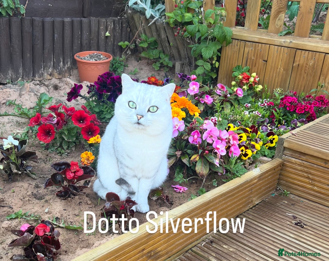 British Shorthair cats for sale: BSH Silver Tabby kittens for Sale! - Image 6