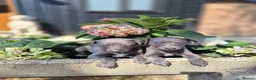 Whippet dogs for sale: Whippet Puppies - Advert 7