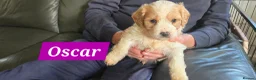 Cavachon dogs for sale: Gorgeous Cavachon puppies - Advert 37