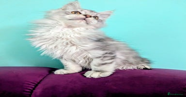 Maine Coon cats - Advert 9