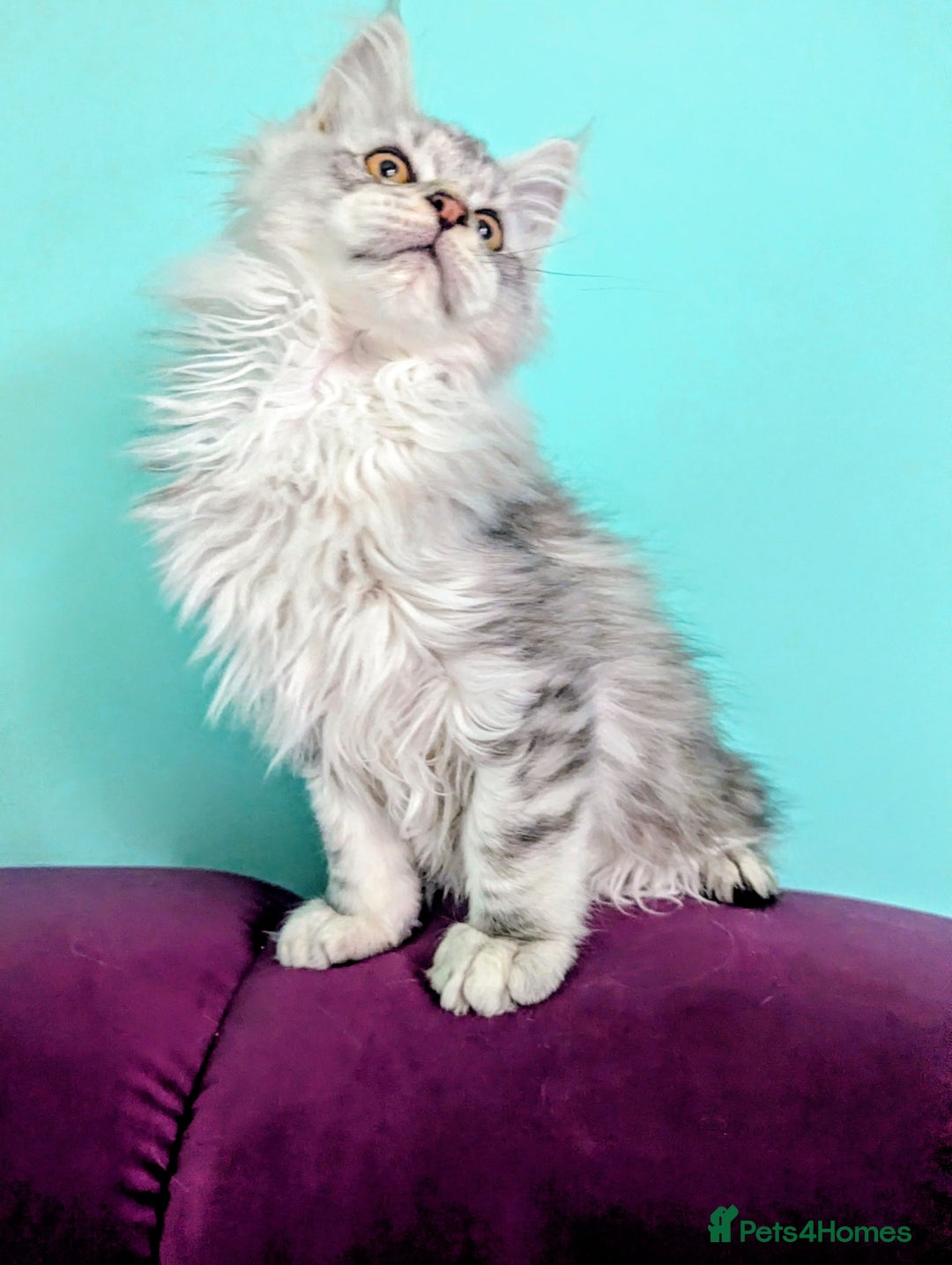 Maine Coon cats for sale: Beautiful Pedigree Maine Coon kittens  - Image 2