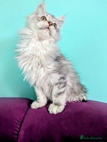 Maine Coon cats - Advert 11