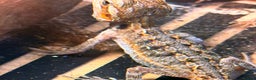 Bearded Dragon reptiles for sale: Baby bearded dragons 6 weeks old - Advert 3