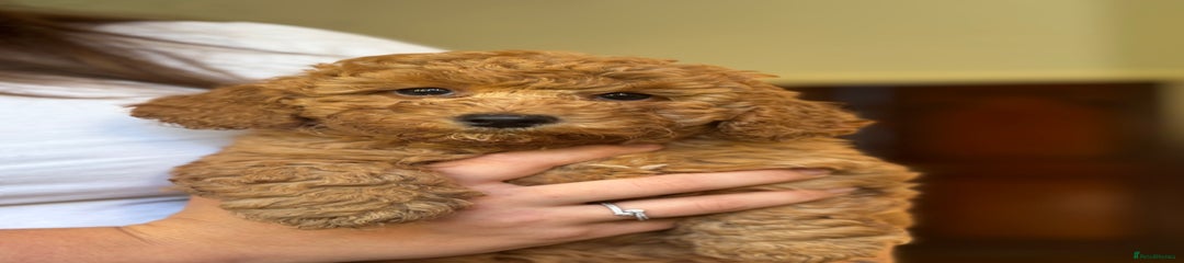 Poochon Puppy 2