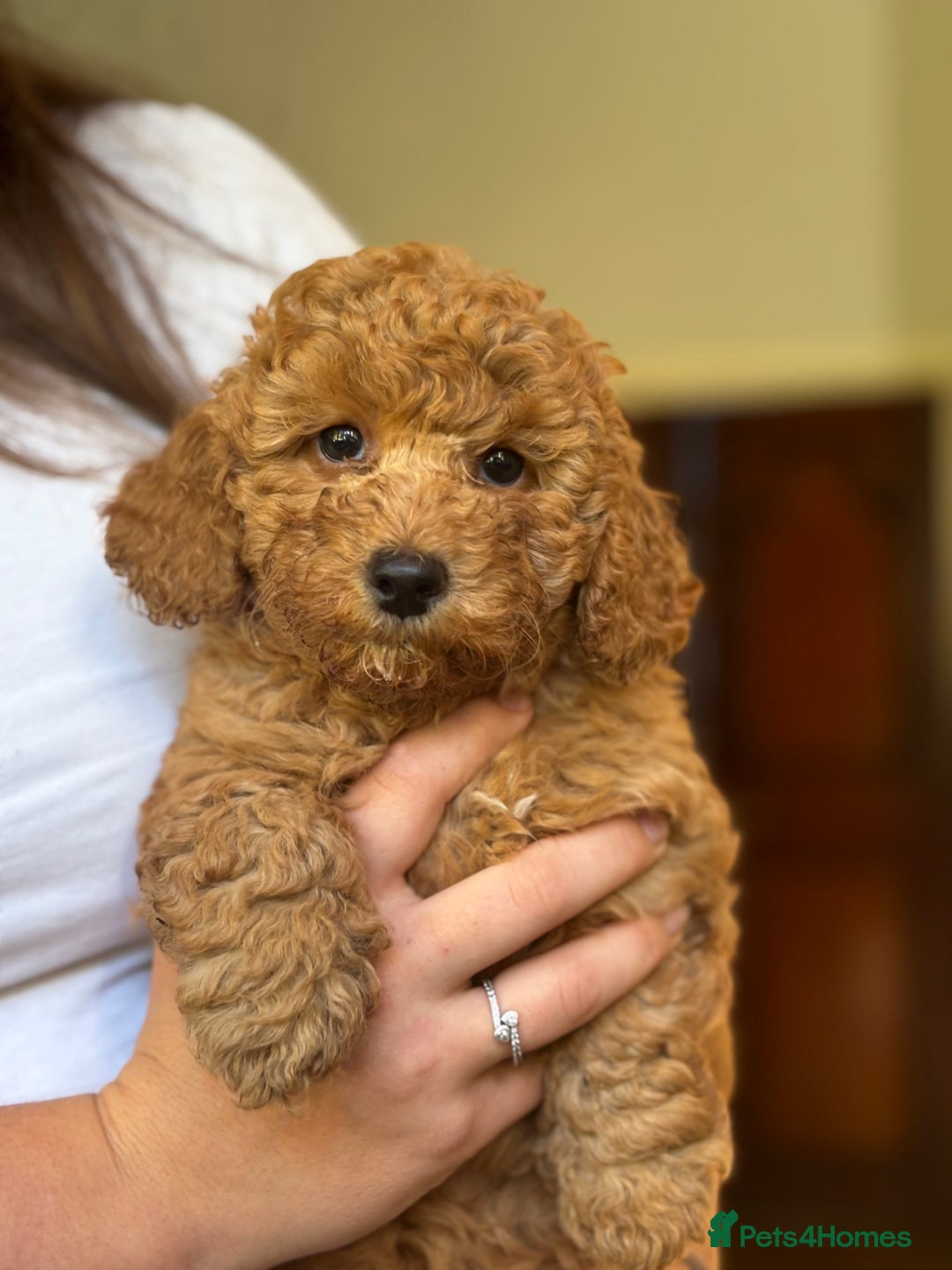 Poochon dogs for sale: 2 female poochon puppies - Image 11