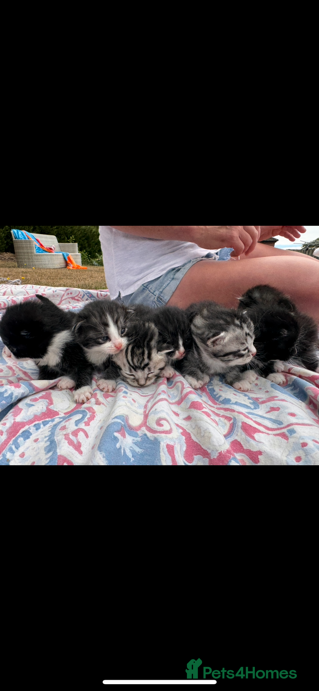 Mixed Breed cats for sale: 7 beautiful kittens looking for homes🏡  - Image 5