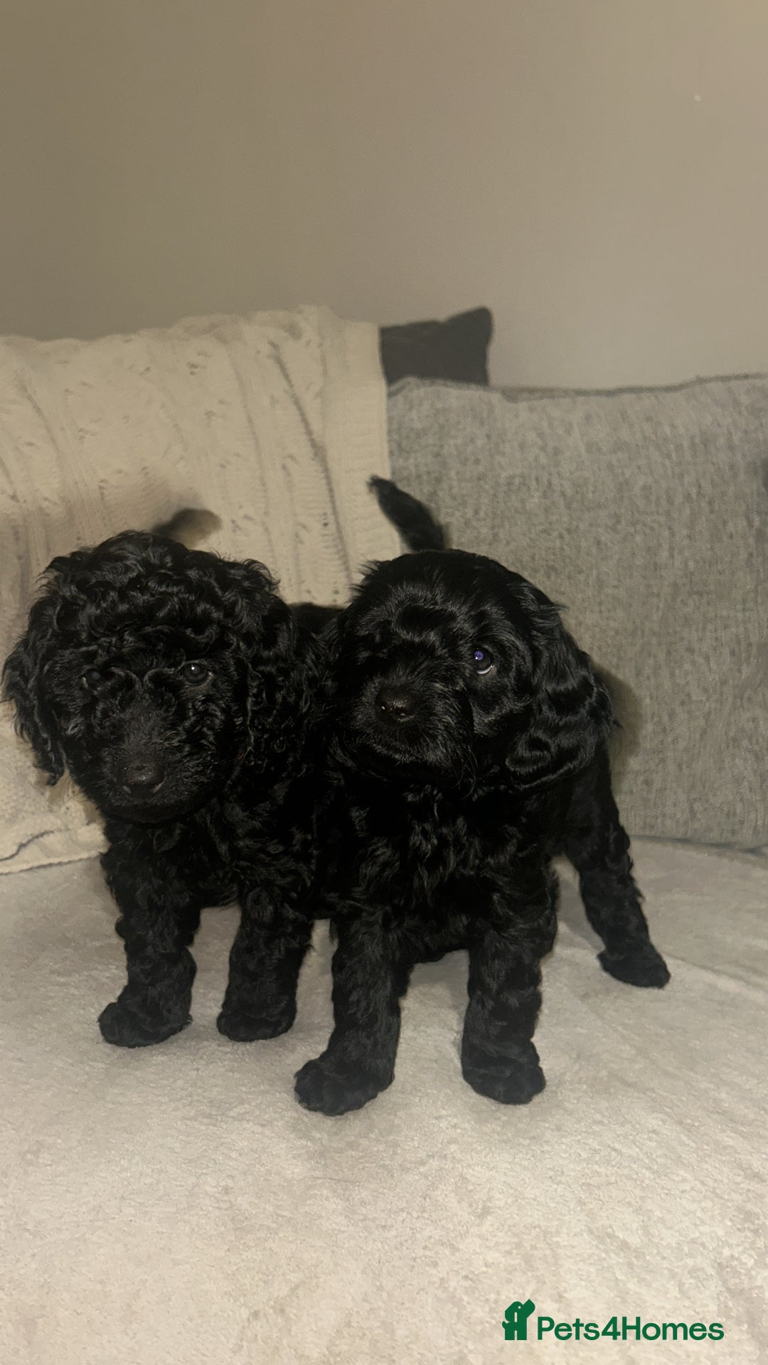Cockapoo dogs for sale: Beautiful Cockapoo Puppies  - Advert 9