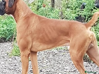 Boxer dogs in Ripley - Advert 24