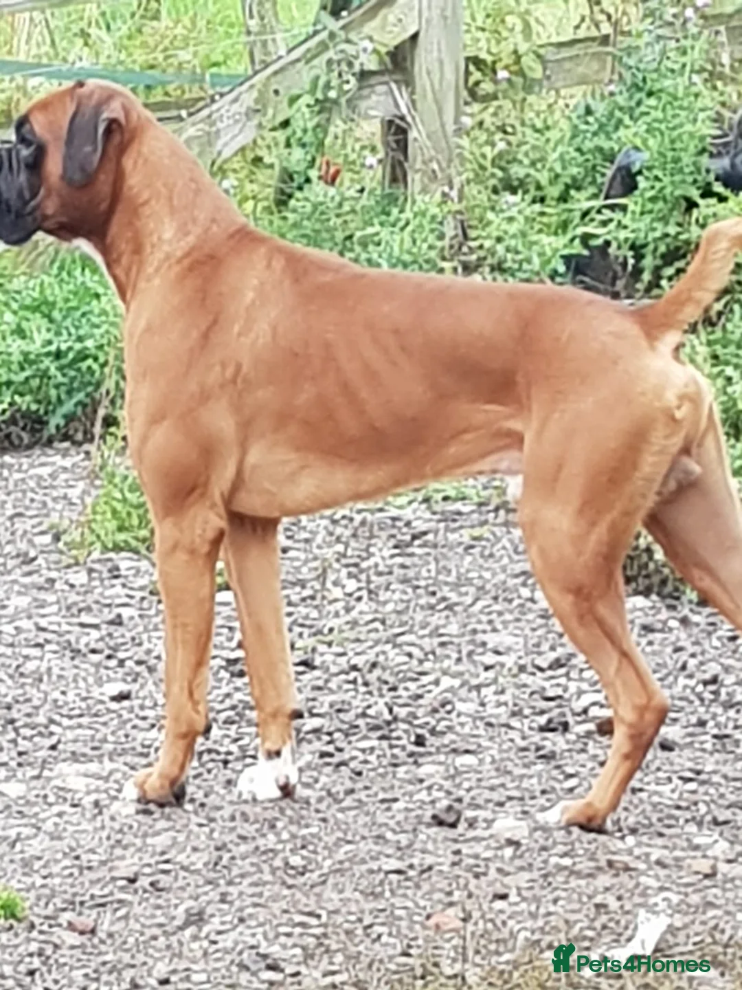 Boxer dogs for stud: kc Bob tail boxer stud in Ripley - Advert 1