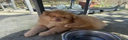 Pomsky dogs for sale: F3 Rare honey merle pomsky ready for a new home  - Advert 5