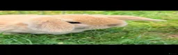Mini Lop rabbits for sale: Two mini lop rabbits for sale  in Worksop - Advert 8
