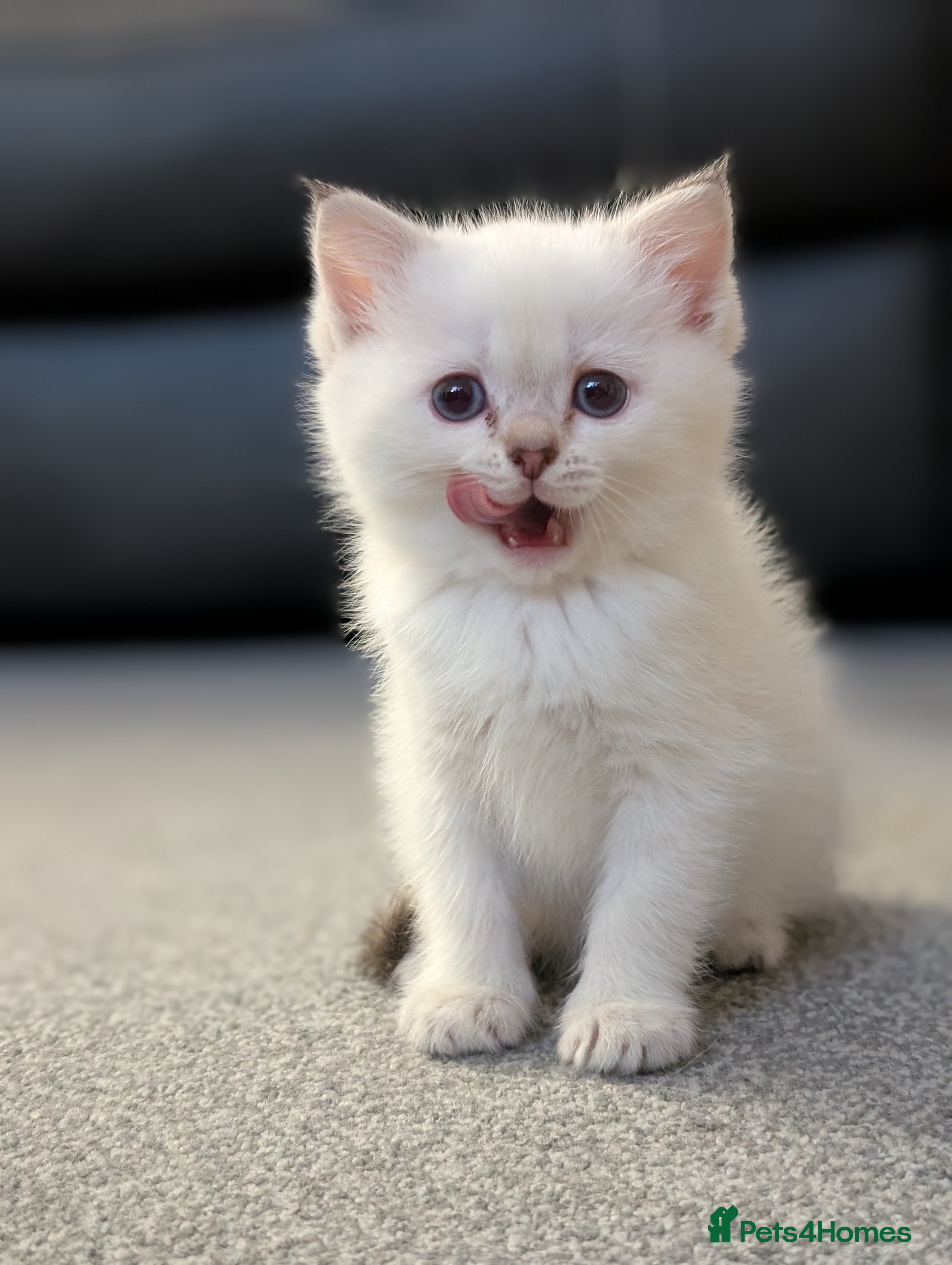 Mixed Breed cats Ragdoll X Scottish Fold kitten ready 26/1/25 - Advert 9