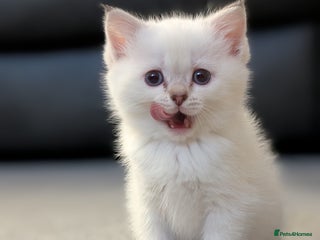 Mixed Breed cats Ragdoll X Scottish Fold kitten ready 26/1/25 - Advert 6