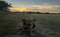 Mixed Breed dogs for adoption: LUNA - 9 months old, Adorable Girl Hound Mix Pup - Image 13