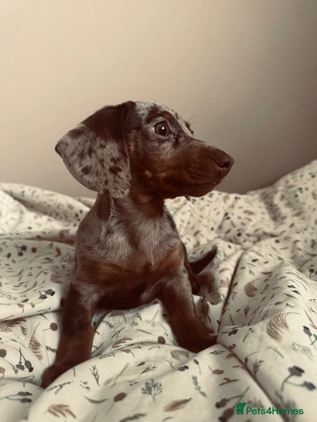 Miniature Dachshund dogs for sale: Miniature Daschund  - Advert 3