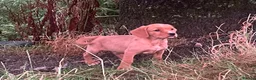 Springador dogs for sale: Adorable Springador puppies  - Advert 13