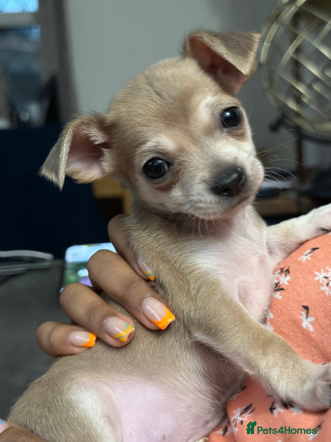 Chihuahua dogs for sale: 4 Gorgeous Chihuahua puppies  - Image 8