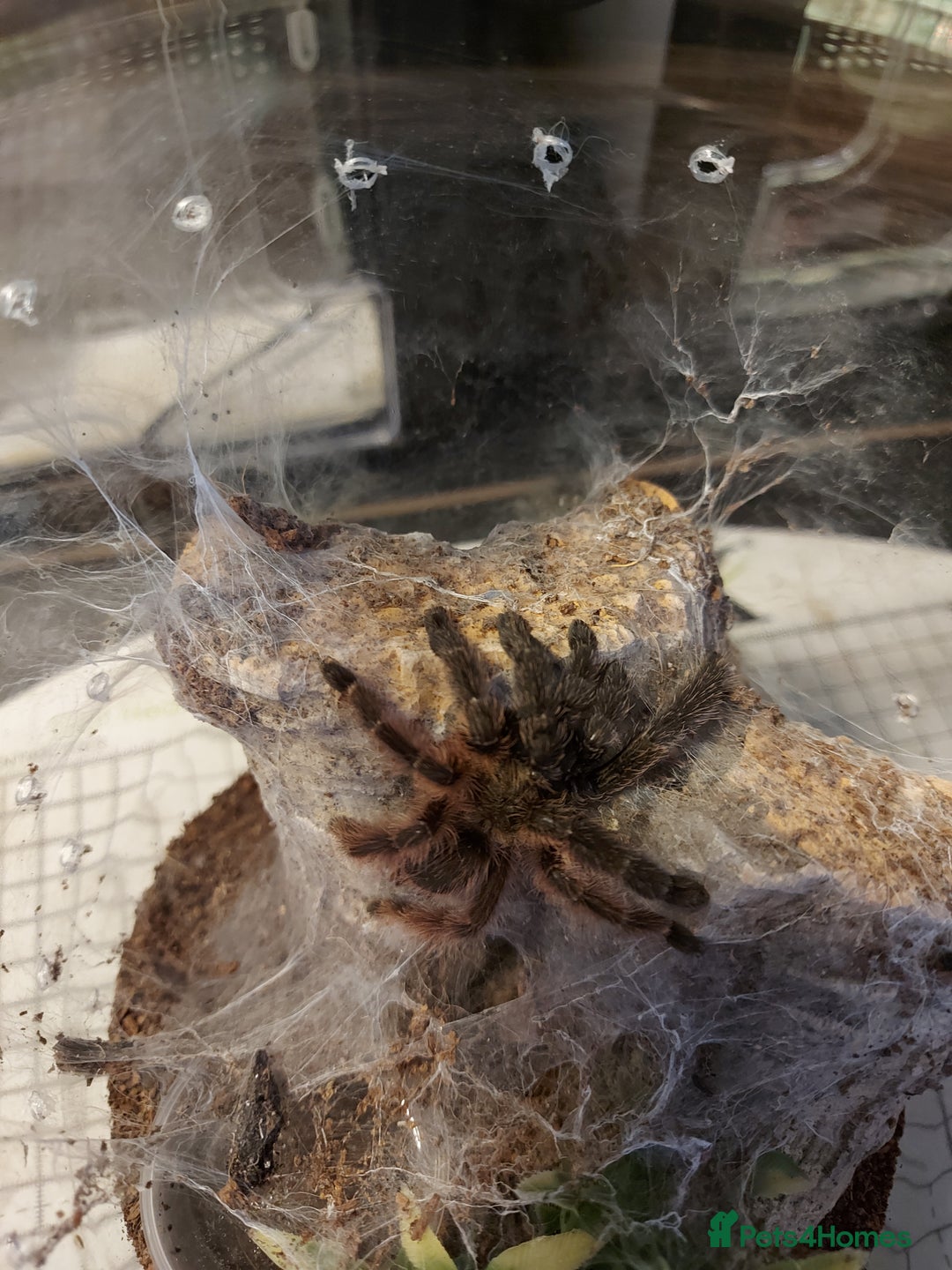 Tarantulas invertebrates for sale: Rehoming Collection of 17 Tarantulas, 1 Scorpion - Image 9