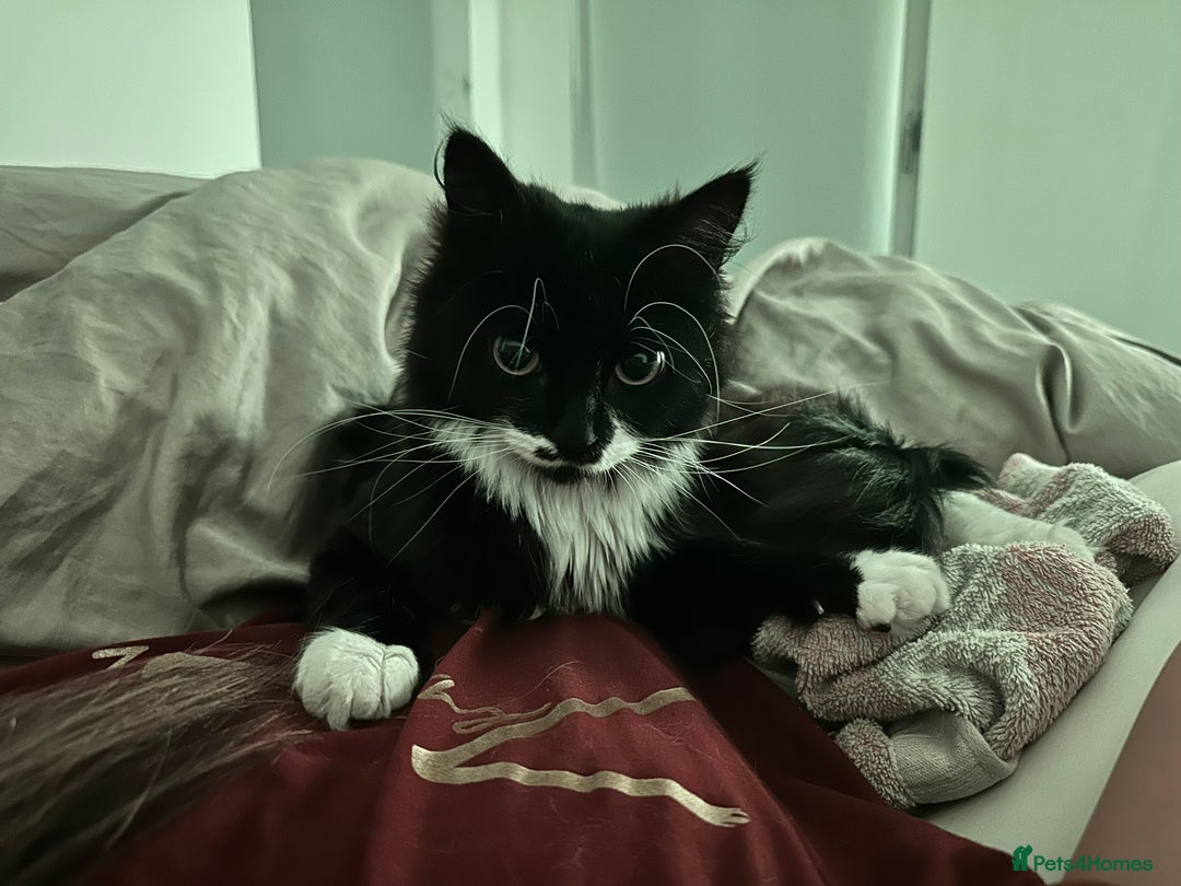 Turkish Angora cats for sale: URGENT🚨 2 Brothers looking for a loving home!! - Image 3