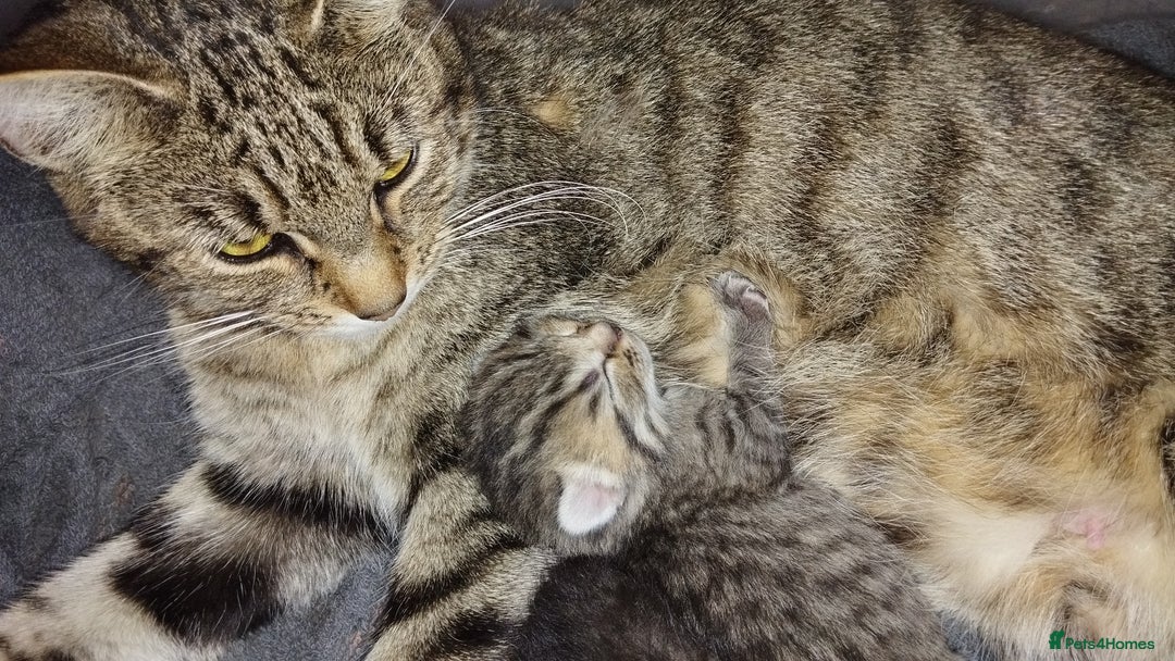 Mixed Breed cats for sale: 2 boy kittens  - Image 8