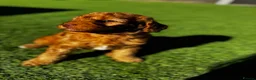Cavapoo dogs for sale: Beautiful Red F1b Cavapoo - Viewings now welcome - Advert 18