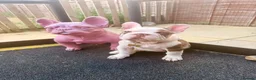 French Bulldog dogs for sale: Looking for a lap in Huntingdon - Advert 11