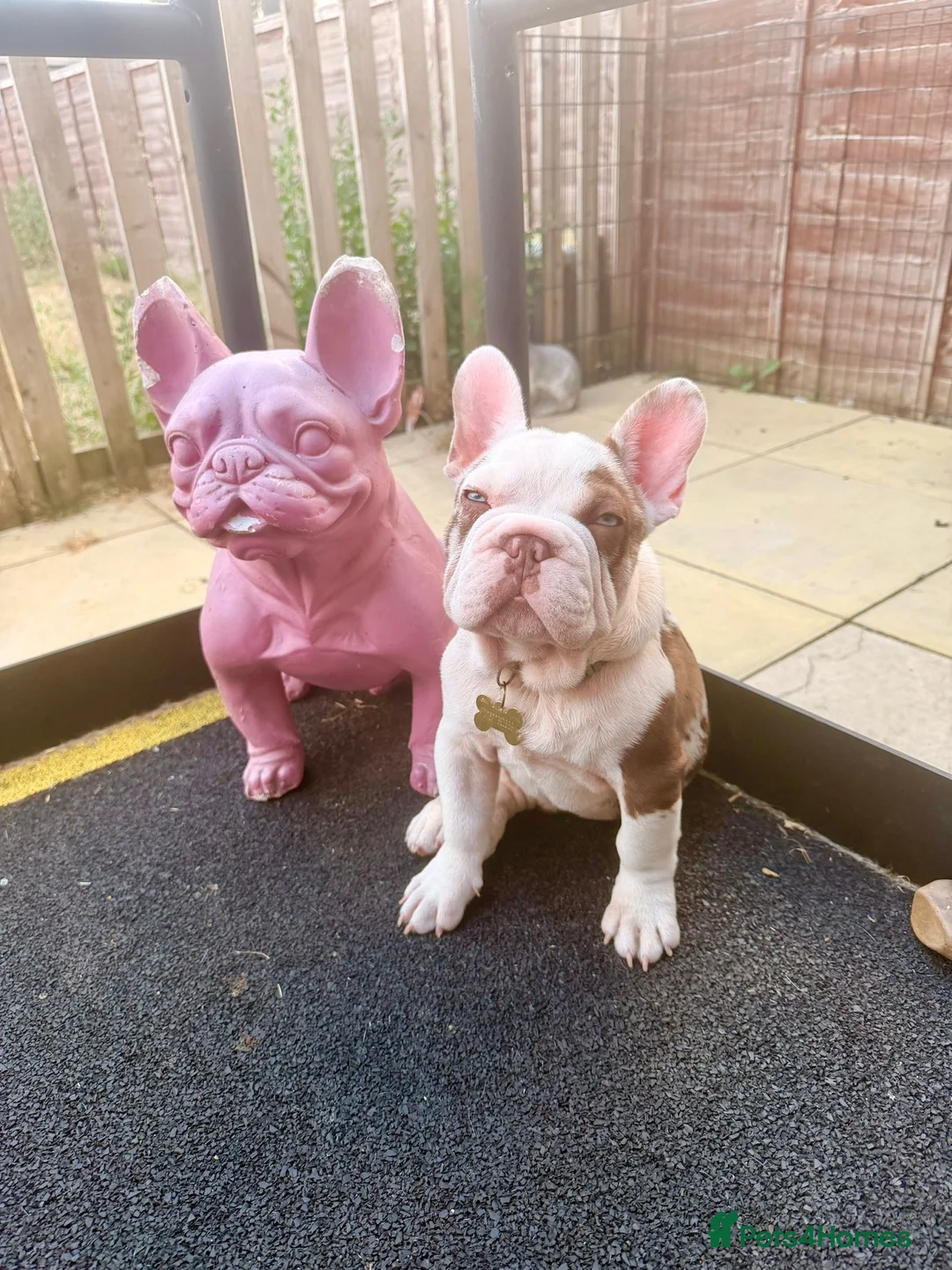 French Bulldog dogs for sale: Looking for a lap in Huntingdon - Advert 11