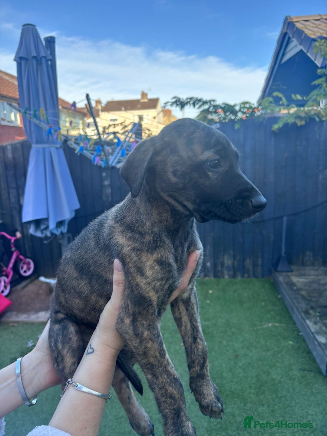 Lurcher dogs for sale: Whippet/greyhound/bull X greyhound/whippet/collieX - Image 22