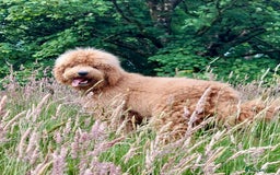 Bernedoodle dogs for stud: Large F1 Bernedoodle Stud - Image 1