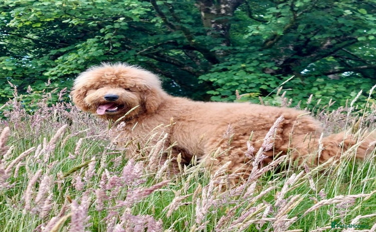 Bernedoodle dogs - Advert 1