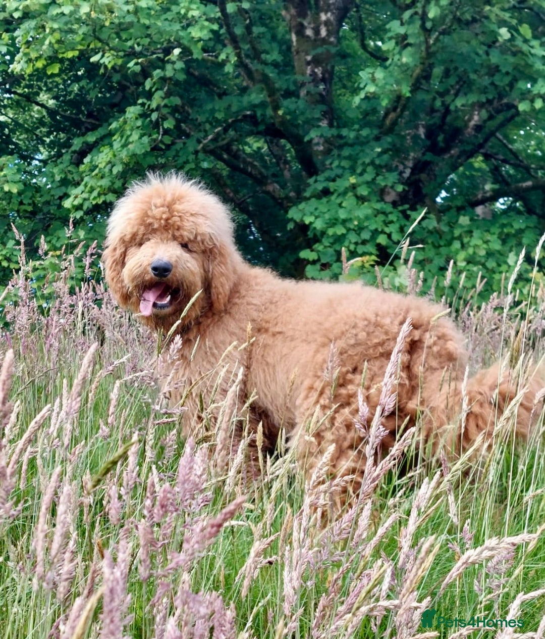 Bernedoodle dogs for stud: Large F1 Bernedoodle Stud - Image 1