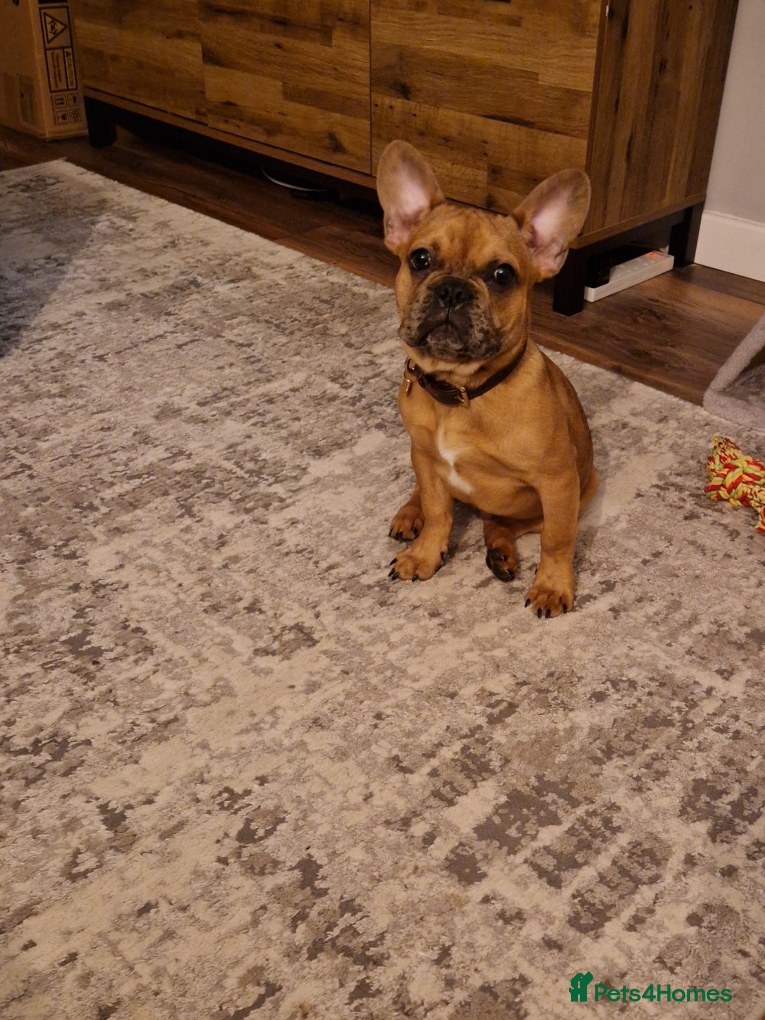 Mixed Breed dogs Frenchie X male - Advert 1