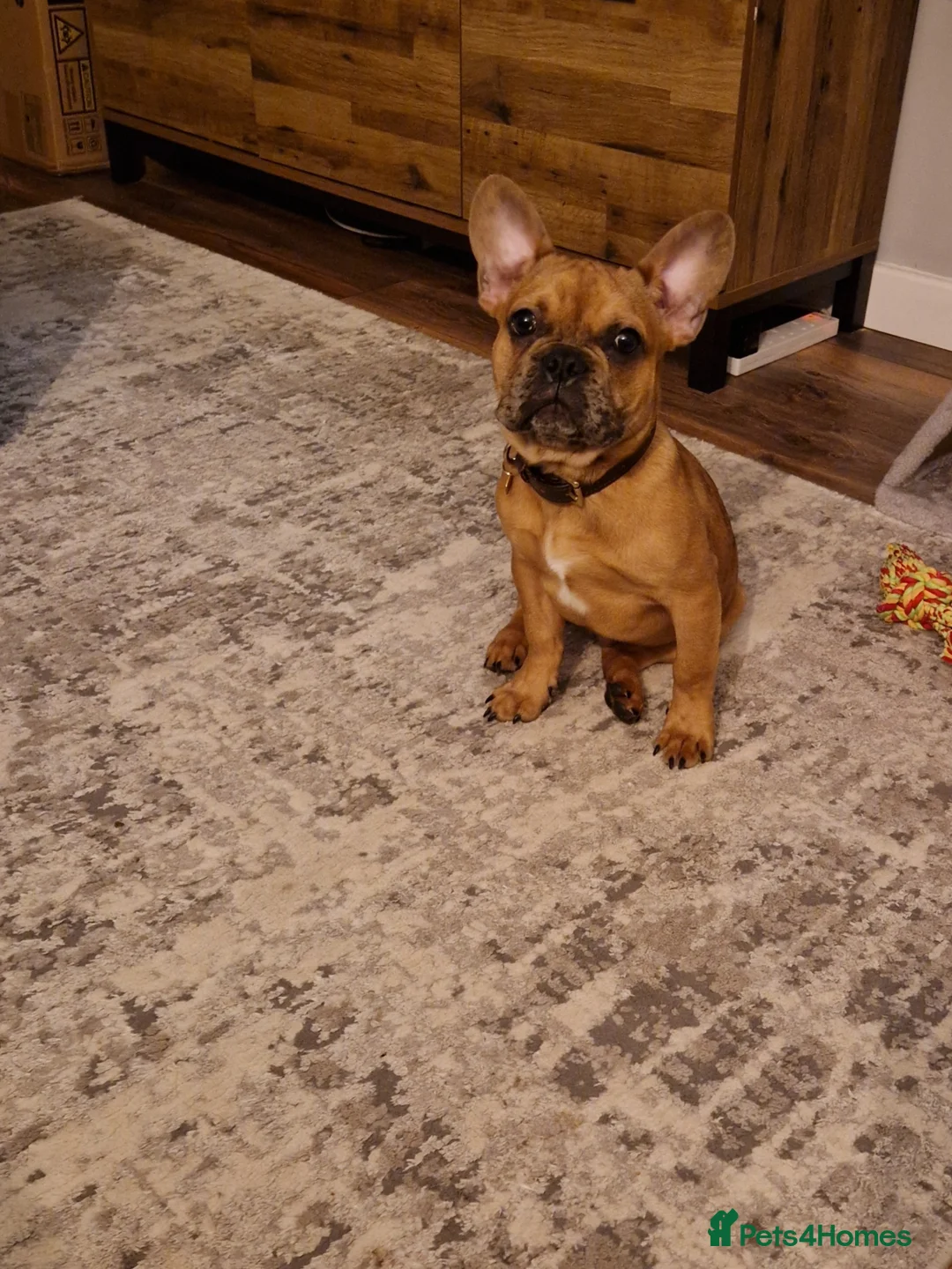 Mixed Breed dogs for sale: Frenchie X male in Spalding - Advert 1