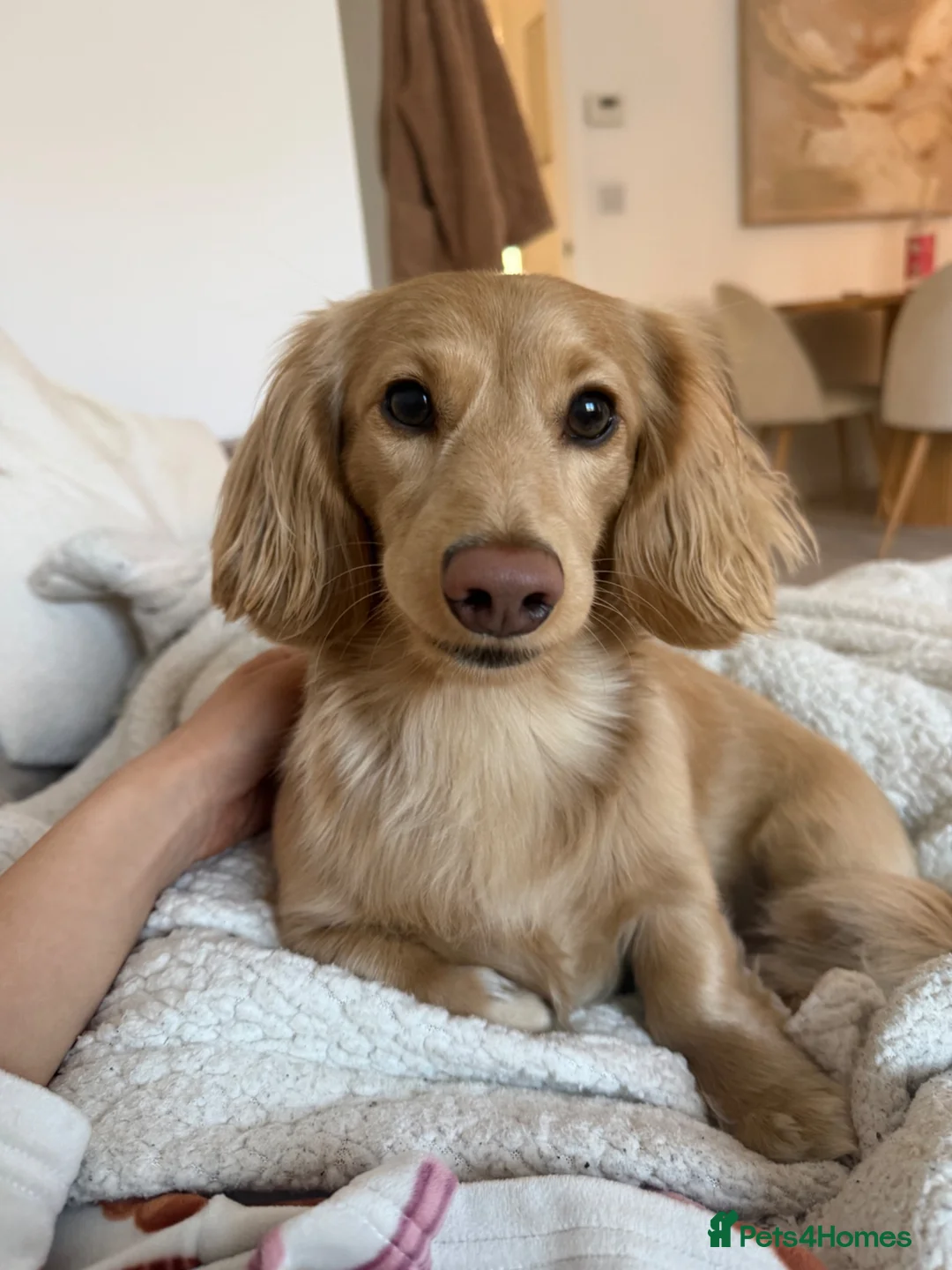 Miniature Dachshund dogs for stud: Long Haired Miniature Dachshund Stud in Eastbourne - Advert 4